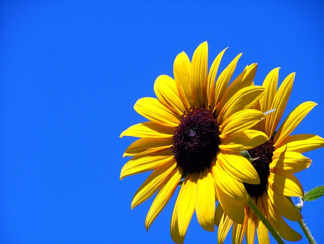 blue sky
