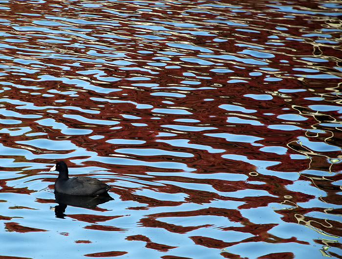 last duck