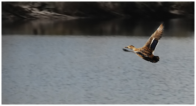 flight