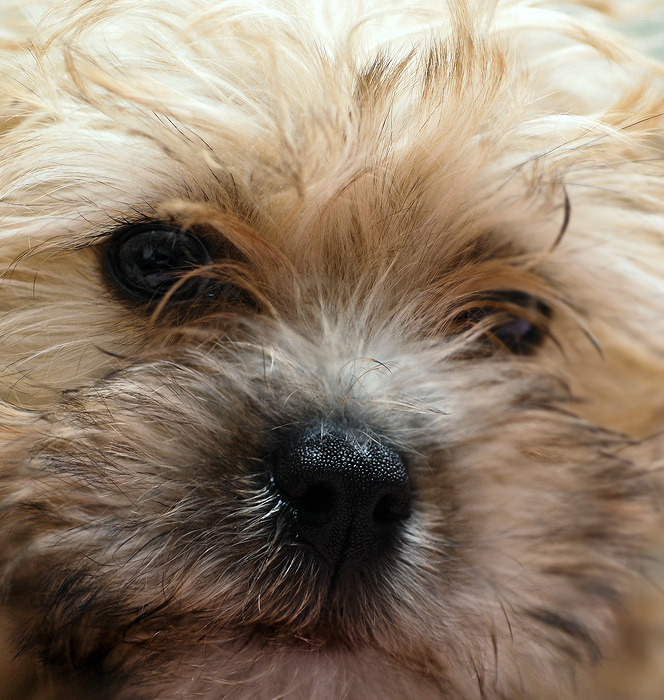 Pup