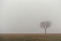 tree fog