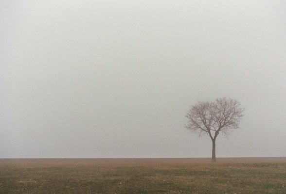tree fog