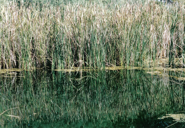 weedwater