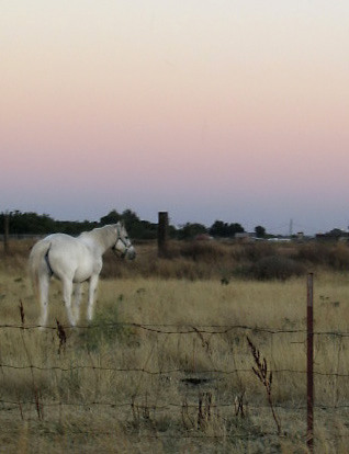 Horse Phot Fixed