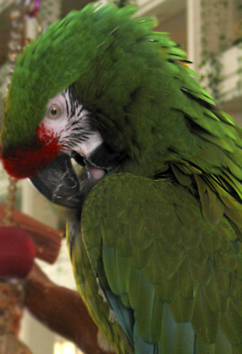 Bird2.jpg