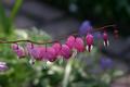 Flower IMG_1986