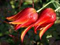 Flower IMG_1977