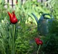 Flower IMG_1983
