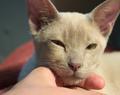 Scratch Shot