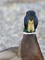 "AFLAC, SCHMAFLAC!"