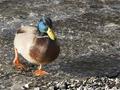 Pebble Duck