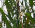 Cape May Dragonfly