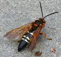 Is this a Wasp?