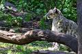 Snow Leopard