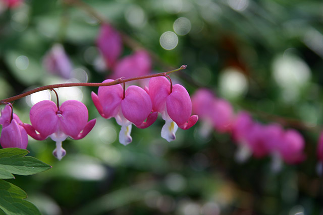 Flower IMG_1985