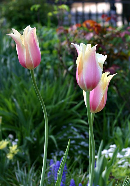 Flower IMG_1988