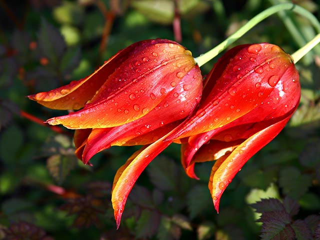Flower IMG_1977