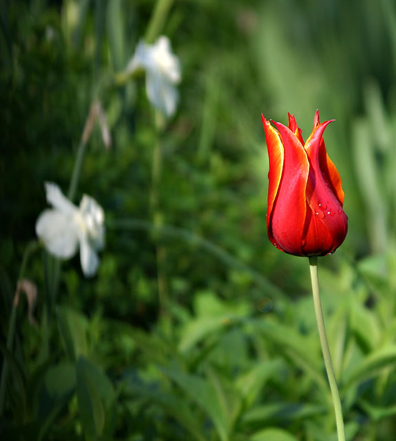 Flower IMG_1984