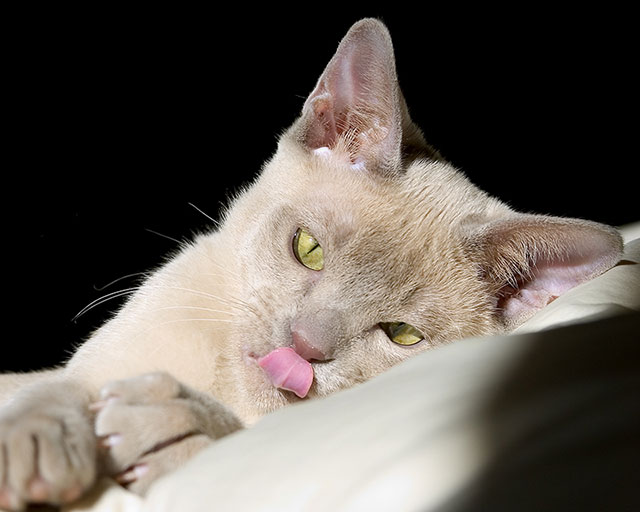 Tongue Up