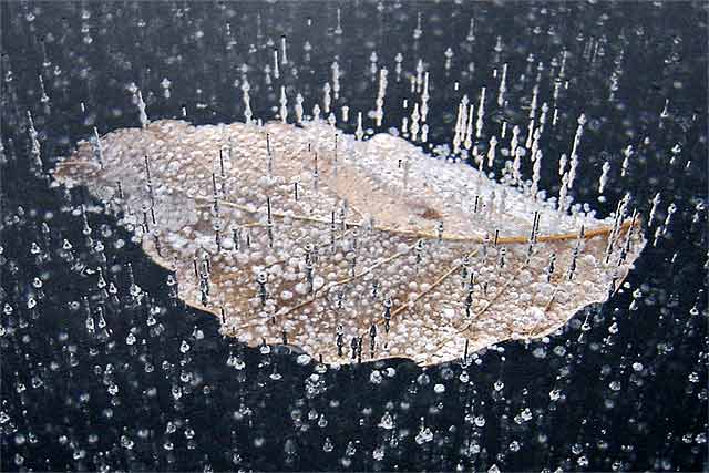 Frozen Leaf 2