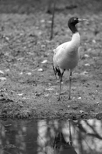 Crane
