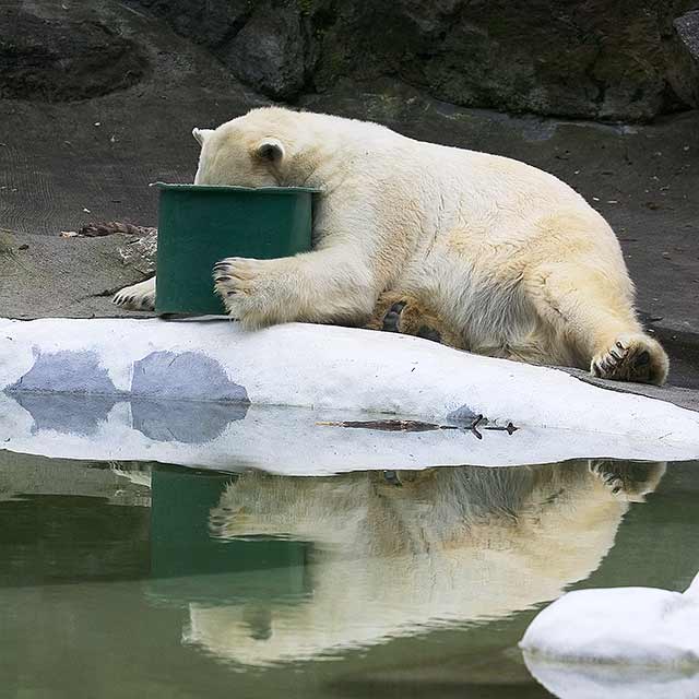 Polar Bear