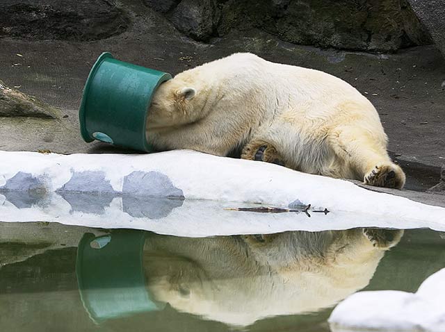 Empty Dish