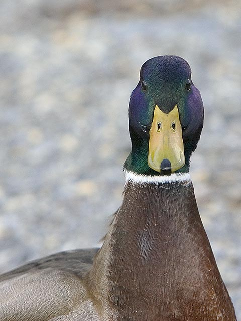 "AFLAC, SCHMAFLAC!"
