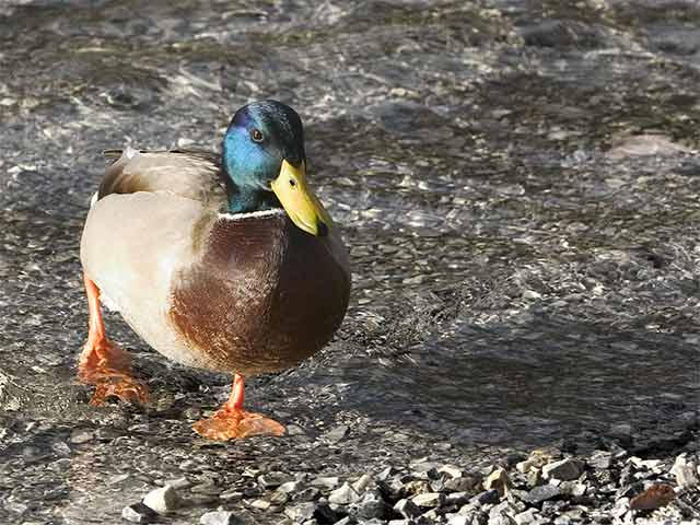 Pebble Duck