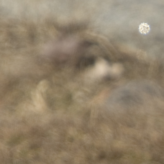 bad-bokeh-q-9796