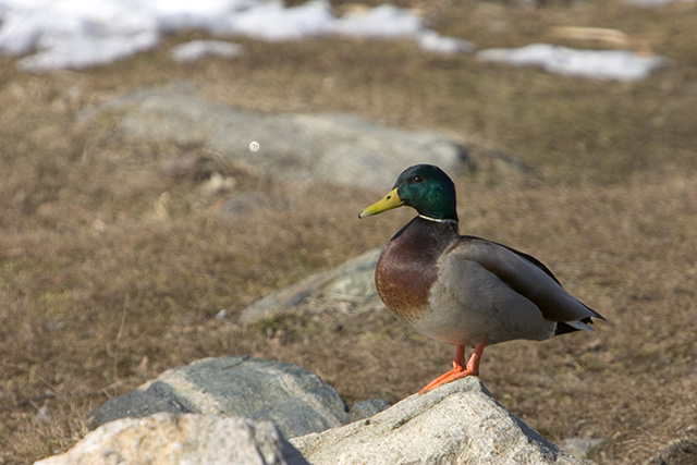 bad-bokeh-uncrop-9796