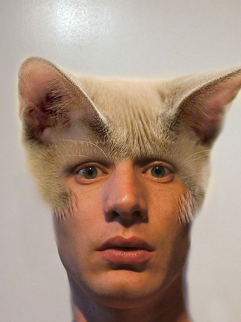 Cat-head-hair.jpg