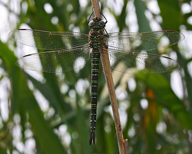 Cape May Dragonfly