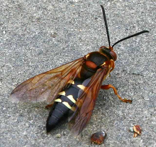 Is this a Wasp?