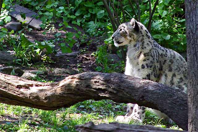 Snow Leopard