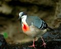 Bird Walk.jpg