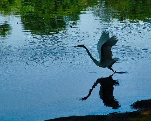 Taking Flight.jpg