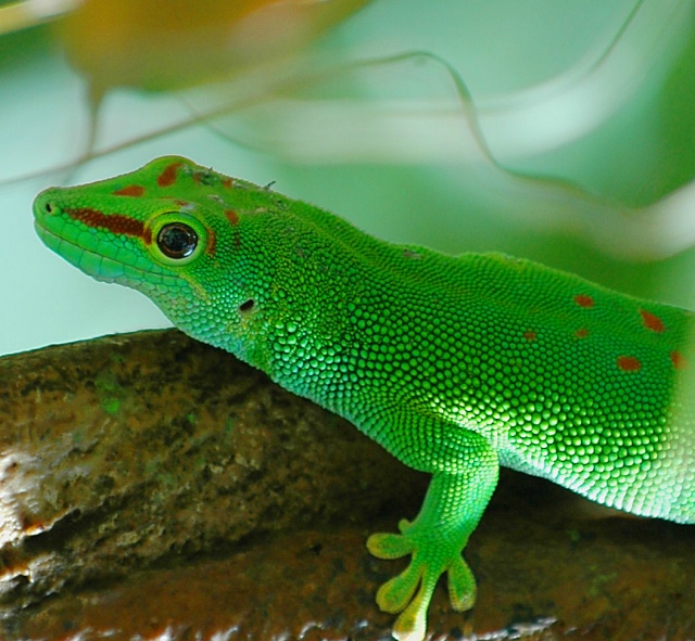 Reptile.jpg