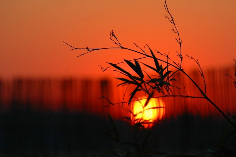 Fenceline at Sunset