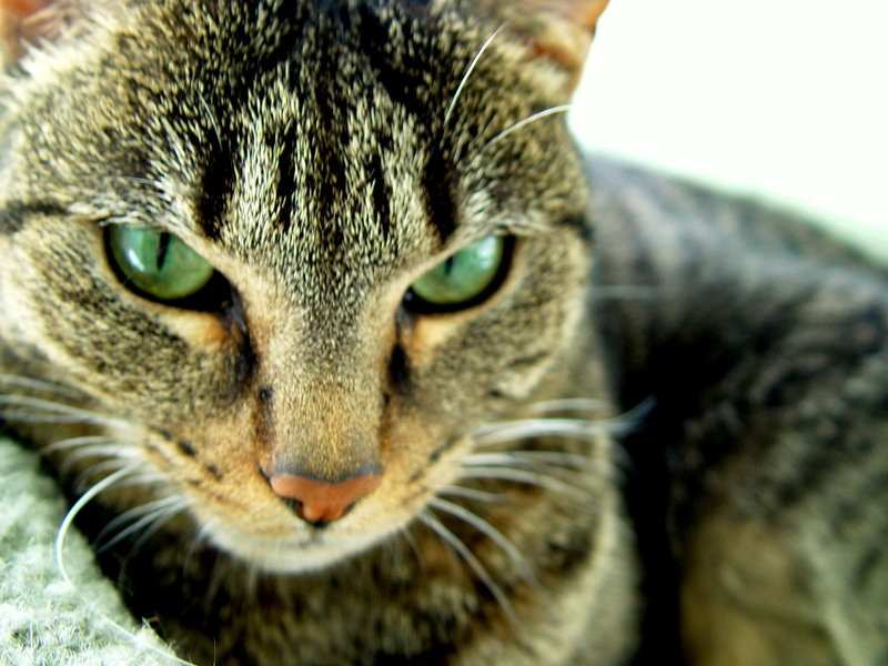 stray