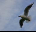 bird.jpg