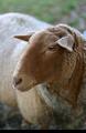 kinderboerderij-schaap5.jpg