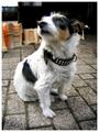 hond.jpg