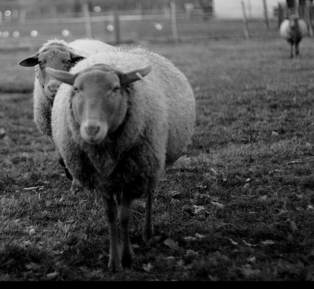 sheep3.jpg