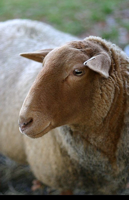 kinderboerderij-schaap5.jpg