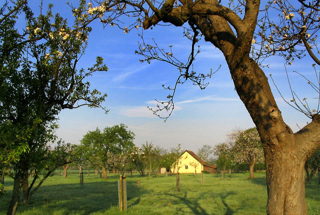 Orchard Serenity