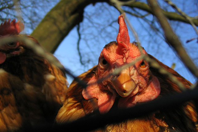 Chicken