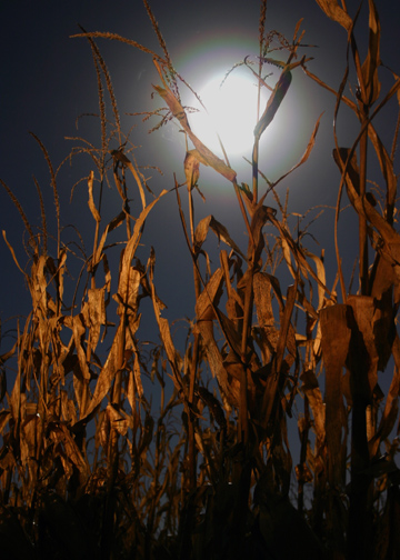 harvest moon HAZY REsized.jpg