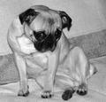 Sad Pug