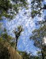 Blue Mountains Sky